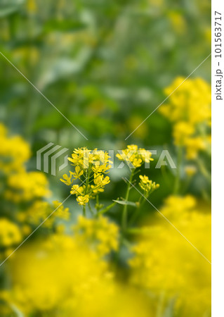 春の光を浴びて輝く菜の花のパステルカラー 春の光を浴びて輝く菜の花のパステルカラー 101563717