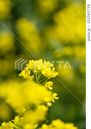 春の光を浴びて輝く菜の花のパステルカラー 春の光を浴びて輝く菜の花のパステルカラー 101563718