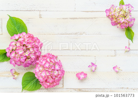 ピンクの紫陽花のフラワーフレーム 101563773