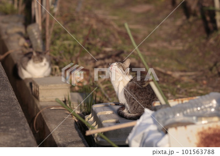 毛繕いしている野良猫のいる風景 毛繕いしている野良猫のいる風景 101563788