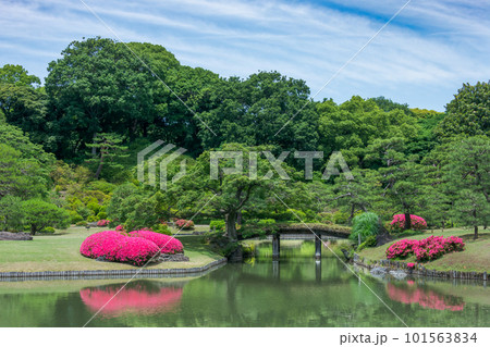 新緑の東京・六義園 池に映る満開のサツキ 新緑の東京・六義園 池に映る満開のサツキ 101563834