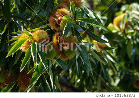 秋の味覚栗が木で実った様子 101563872