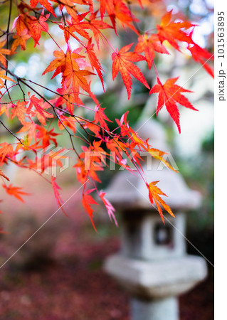 京都西山の十輪寺の紅葉 境内のもみじと石灯籠 京都西山の十輪寺の紅葉 境内のもみじと石灯籠 101563895