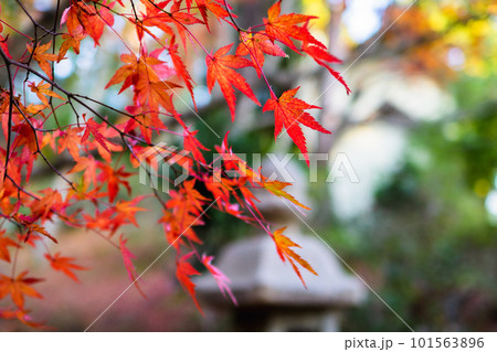 京都西山の十輪寺の紅葉 境内のもみじと石灯籠 京都西山の十輪寺の紅葉 境内のもみじと石灯籠 101563896