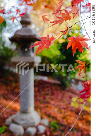 京都西山の十輪寺の紅葉　境内のもみじと石灯籠 101563899
