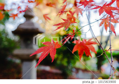 京都西山の十輪寺の紅葉 境内のもみじと石灯籠 京都西山の十輪寺の紅葉 境内のもみじと石灯籠 101563900