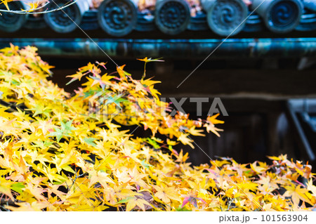 京都西山の十輪寺の紅葉　山門のもみじ 101563904