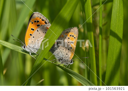 草むらで交尾するベニシジミ 101563921