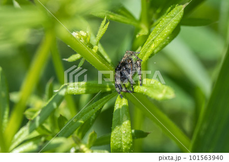 草むらのハエトリグモ（ネコハエトリ） 101563940