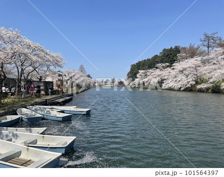 桜満開の川に浮かぶボート 101564397
