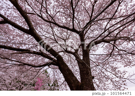 夕日に照らされる桜 101564471