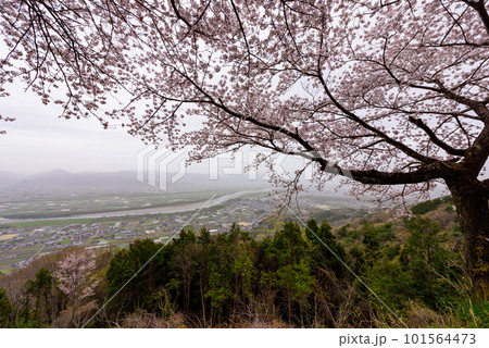 徳島県吉野川市チェリーロードから桜と吉野川を見る 101564473