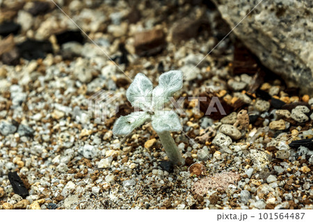 断崖の女王と言われるシンニンギア・レウコトリカ 断崖の女王と言われるシンニンギア・レウコトリカ 101564487
