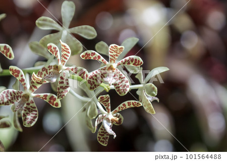 常緑の多年草であるイリオモテランの花は淡黄色 101564488
