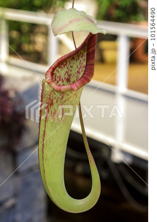 食虫植物であるウツボカズラ（ネペンテス）の容姿 101564490