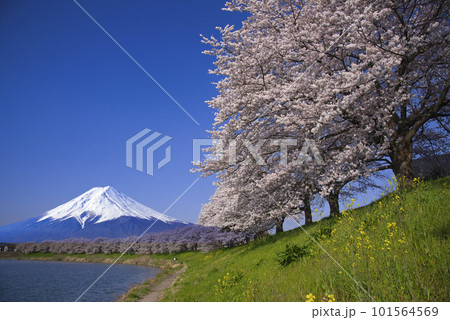 桜並木と富士山合成 桜並木と富士山合成 101564569