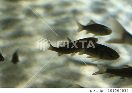 水槽の中で泳ぐ魚 101564652