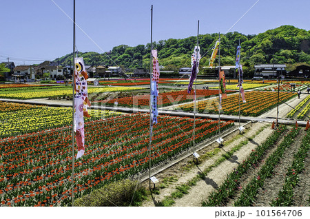東京都　羽村市　チューリップ広場　チューリップまつり 101564706