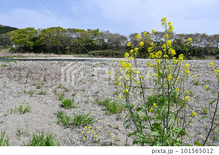 那珂川の風景【栃木県大田原市黒羽】 101565012