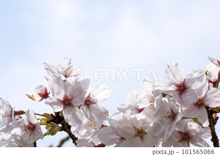 春の日差しと満開の桜 春の日差しと満開の桜 101565066