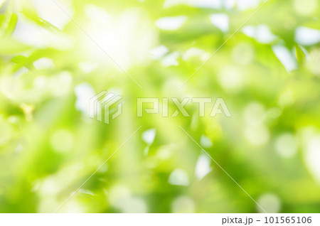 新緑 木漏れ日 新緑 木漏れ日 101565106