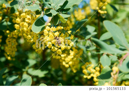 Flowering branch of barberry. Berberis chinensis, yellow flower Bush. Flowering branch of barberry. Berberis chinensis, yellow flower Bush. 101565133