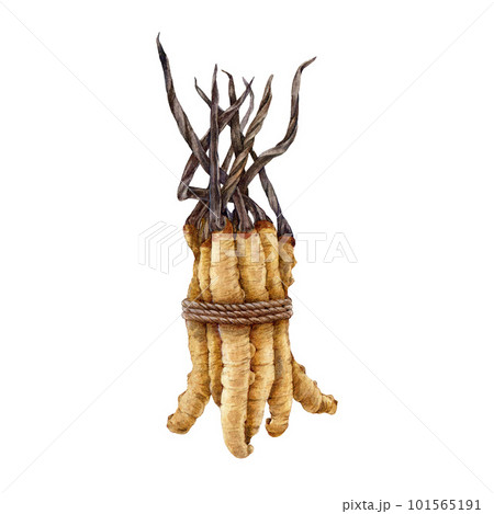 Cordyceps sinensis fungus bunch. Watercolor illustration. Hand drawn medicinal mushroom image. Cordyceps on a caterpillar body. Natural organic treatment element. Medical mushroom bunch with a rope 101565191