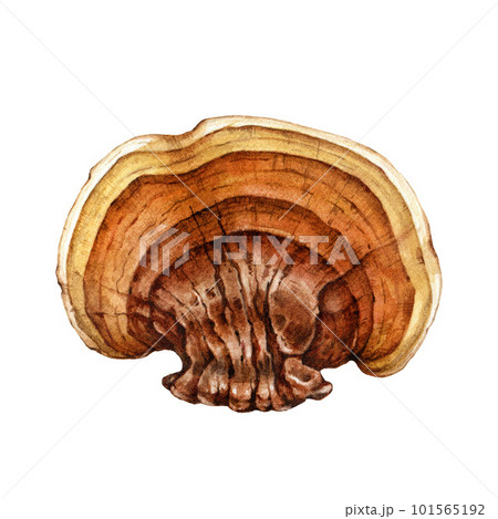 Reishi mushroom watercolor illustration. Hand drawn ganoderma linghzhi fungi. Painted medicinal mushroom whole element. Reishi natural healing treatment element on white background 101565192