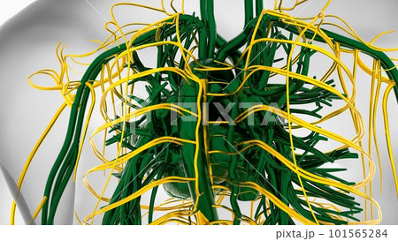 Human heart anatomy for medical concept 3D Rendering Human heart anatomy for medical concept 3D Rendering 101565284