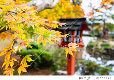 京都市西京区の大原野神社の紅葉 鯉沢池 京都市西京区の大原野神社の紅葉 鯉沢池 101565351
