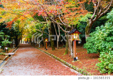 京都市西京区の大原野神社の紅葉　参道のもみじ 101565355