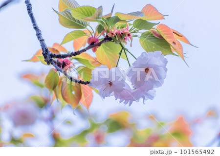 八重桜 春イメージ 八重桜 春イメージ 101565492