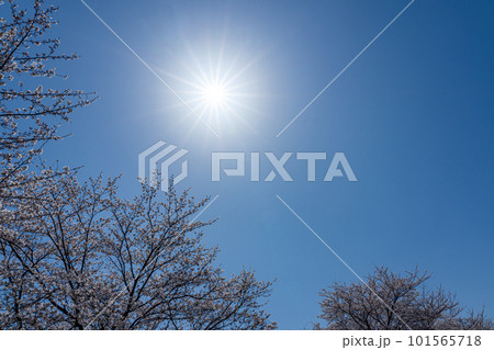 満開の桜と快晴の空の太陽 101565718