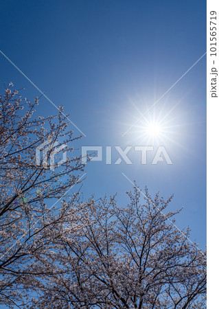 満開の桜と快晴の空の太陽 101565719