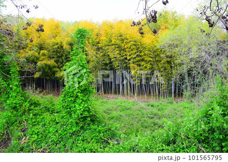 【国指定史跡】乙女山古墳 101565795