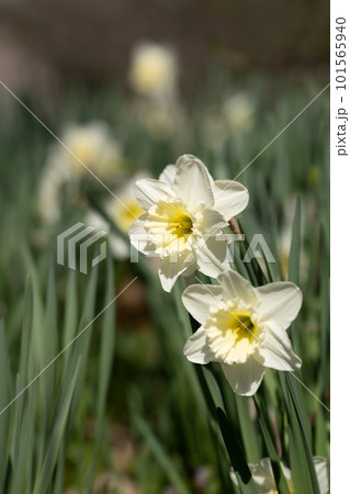 白い水仙と四月の日差し 101565940
