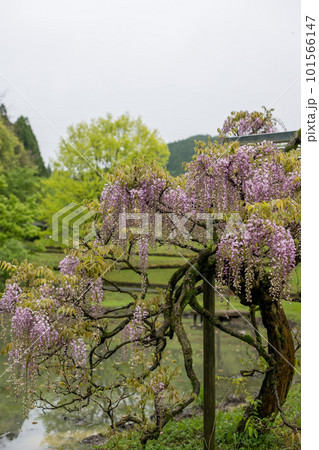 雨降る古代の森に咲き乱れる春の花藤の絶景 101566147