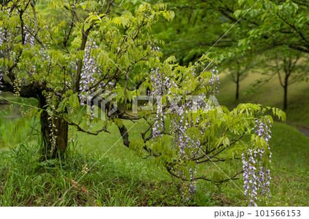 雨降る古代の森に咲き乱れる春の花藤の絶景 雨降る古代の森に咲き乱れる春の花藤の絶景 101566153