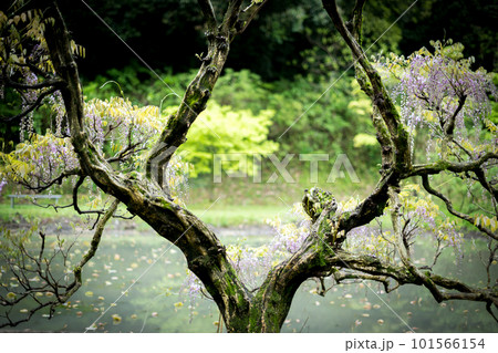 雨降る古代の森に咲き乱れる春の花藤の絶景 雨降る古代の森に咲き乱れる春の花藤の絶景 101566154