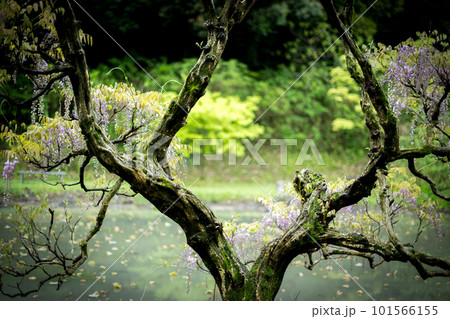 雨降る古代の森に咲き乱れる春の花藤の絶景 101566155