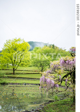 雨降る古代の森に咲き乱れる春の花藤の絶景 雨降る古代の森に咲き乱れる春の花藤の絶景 101566165