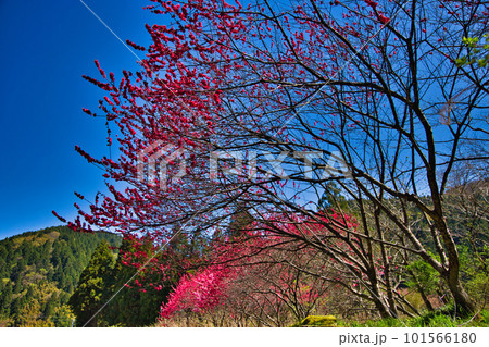 しだれ桜と花桃が綺麗な西雲寺 101566180