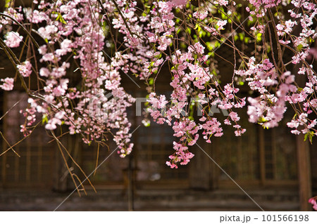 しだれ桜と花桃が綺麗な西雲寺 しだれ桜と花桃が綺麗な西雲寺 101566198