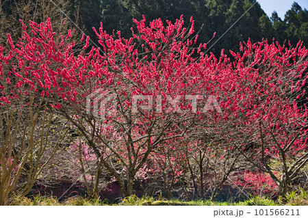 しだれ桜と花桃が綺麗な西雲寺 101566211