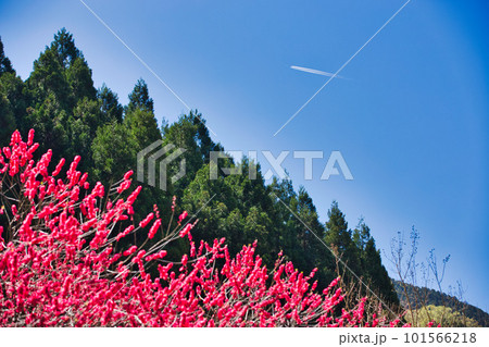 しだれ桜と花桃が綺麗な西雲寺 101566218