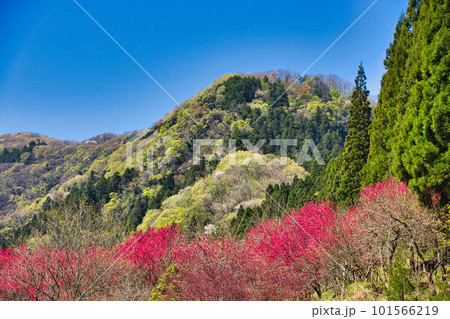 しだれ桜と花桃が綺麗な西雲寺 101566219