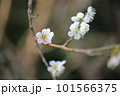 梅 101566375