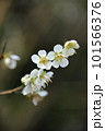 梅 101566376