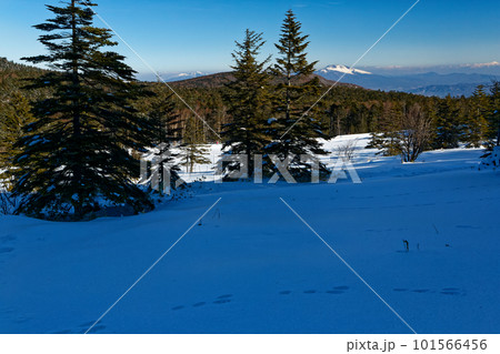 八ヶ岳連峰・麦草峠の雪原と浅間山の眺め 八ヶ岳連峰・麦草峠の雪原と浅間山の眺め 101566456