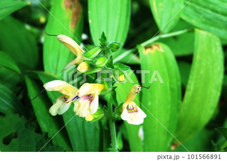 紫色の蕊が綺麗なキバナアキギリ（黄花秋桐） 101566891